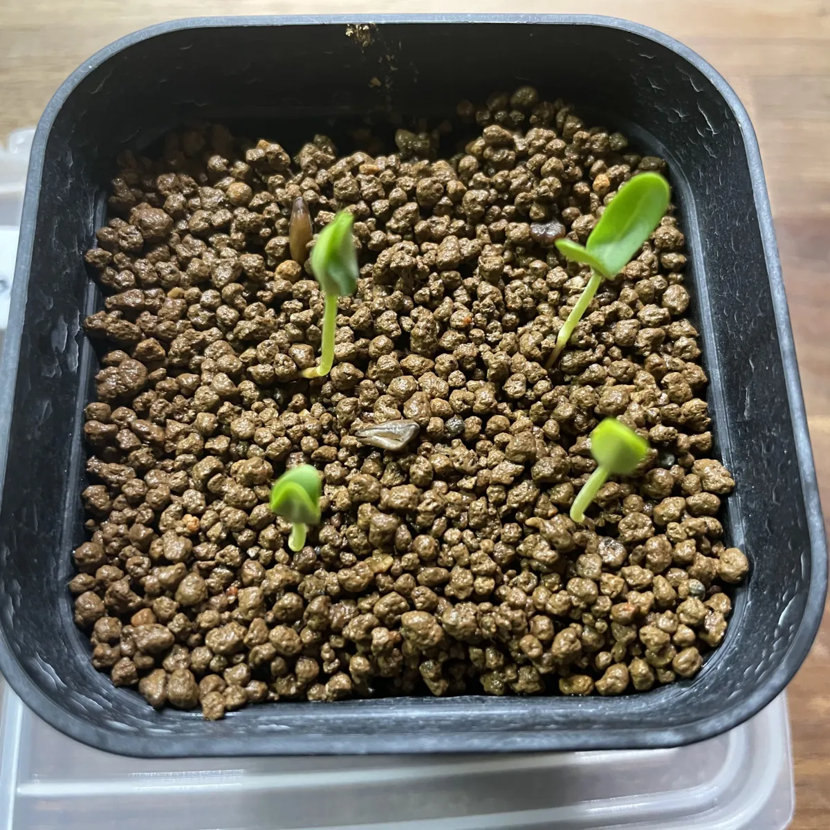 Senna meridionalis (センナ メリディオナリス)