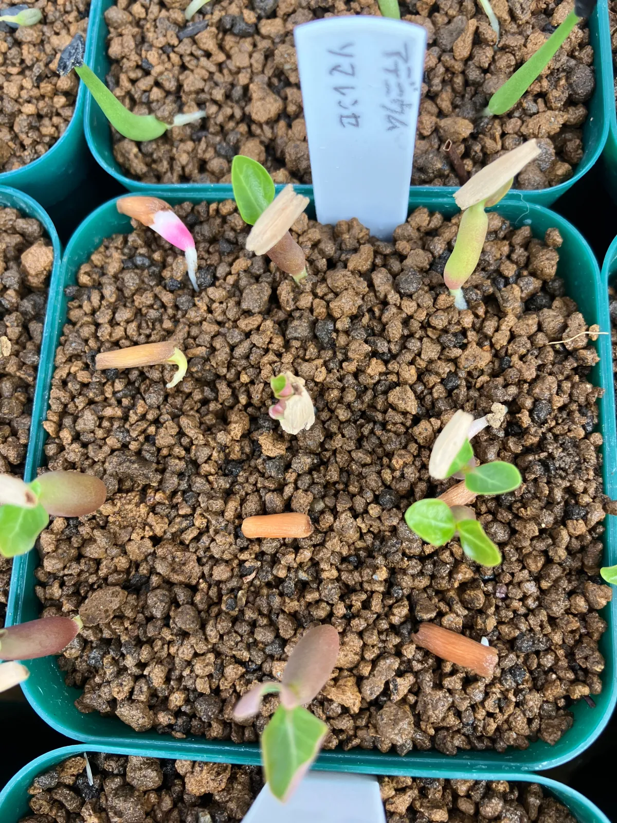 Adenium somalense (アデニウム ソマレンセ)