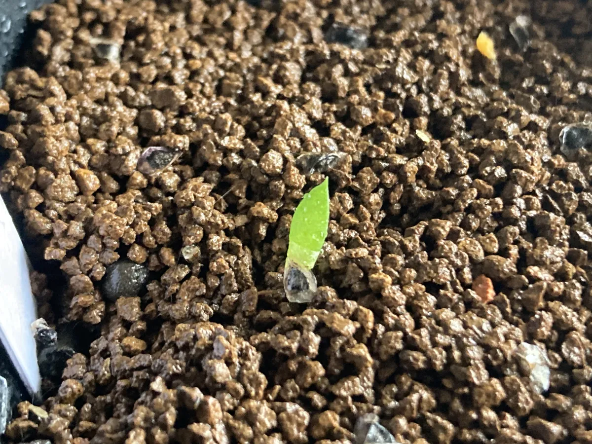 Aloe broomii (アロエ ブルーミー)