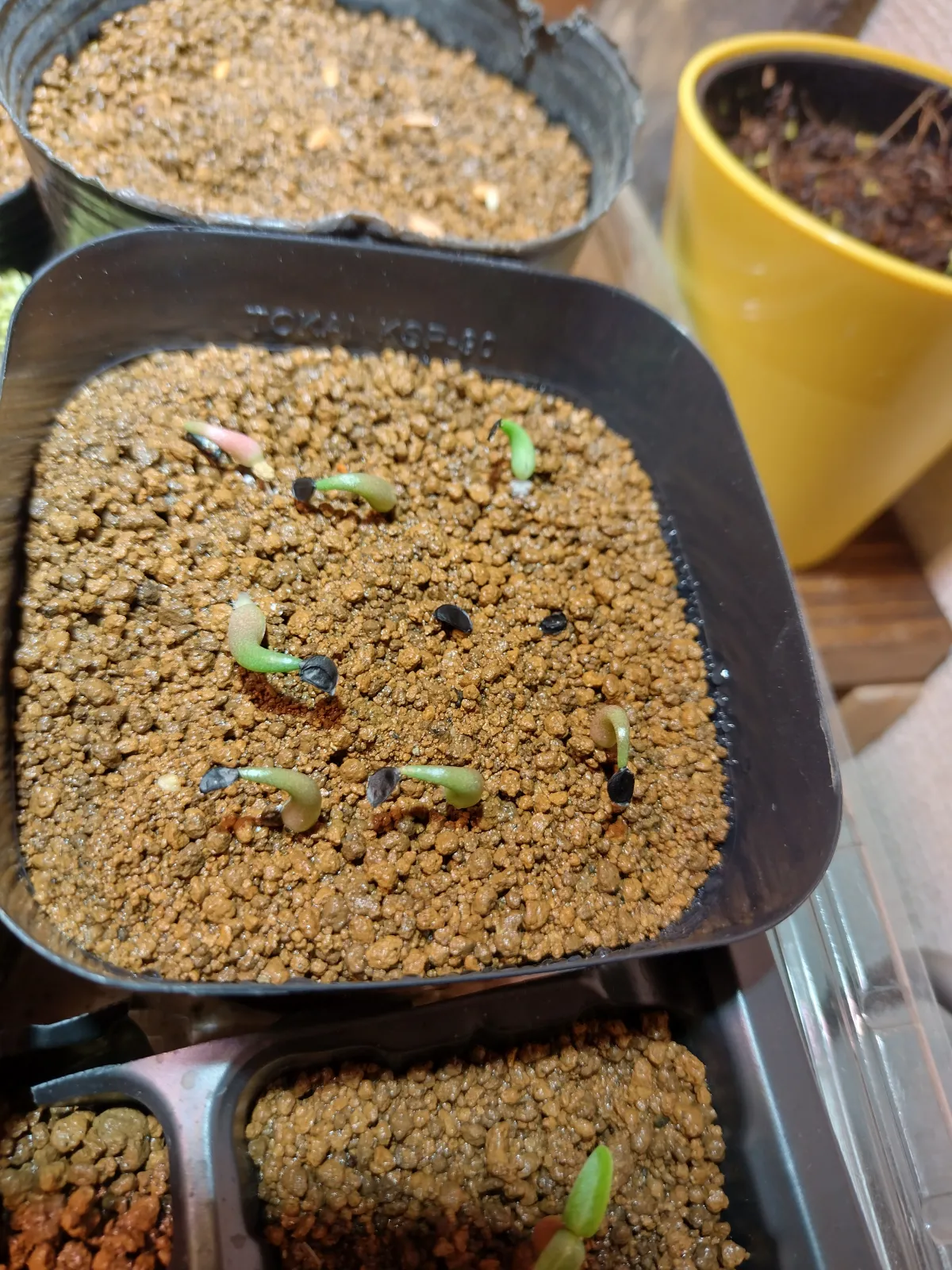 Agave oteroi (アガベ オテロイ)