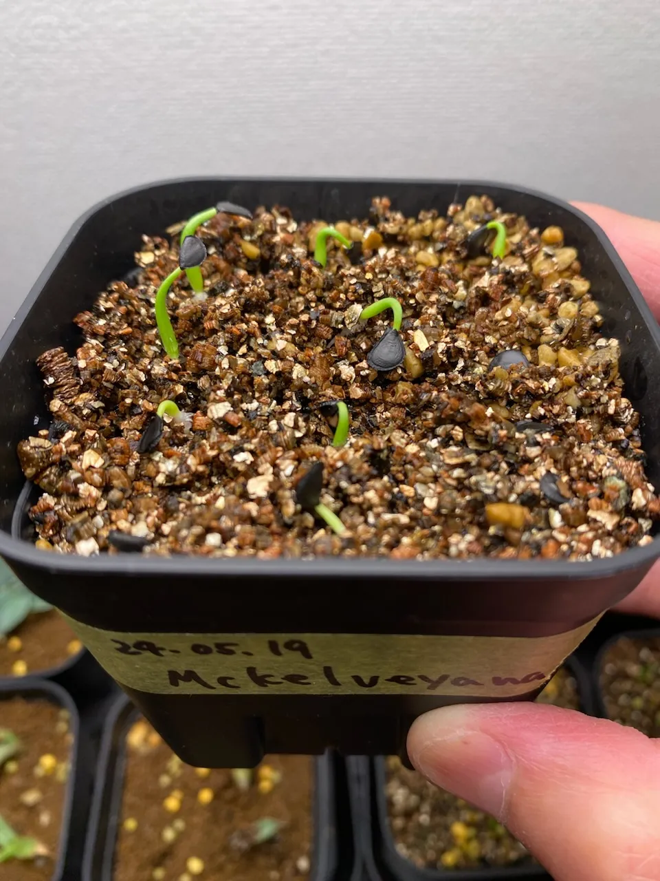 Agave mckelveyana (アガベ マッケルベヤナ)