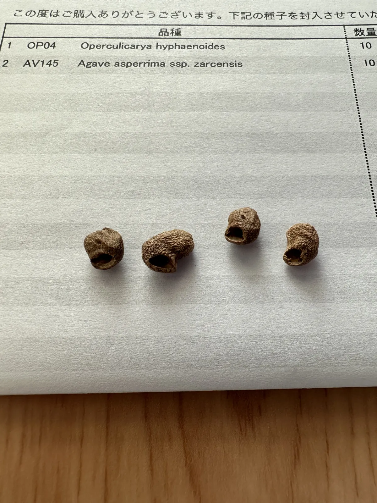 Operculicarya hyphaenoides (オペルクリカリア ヒファエノイデス)