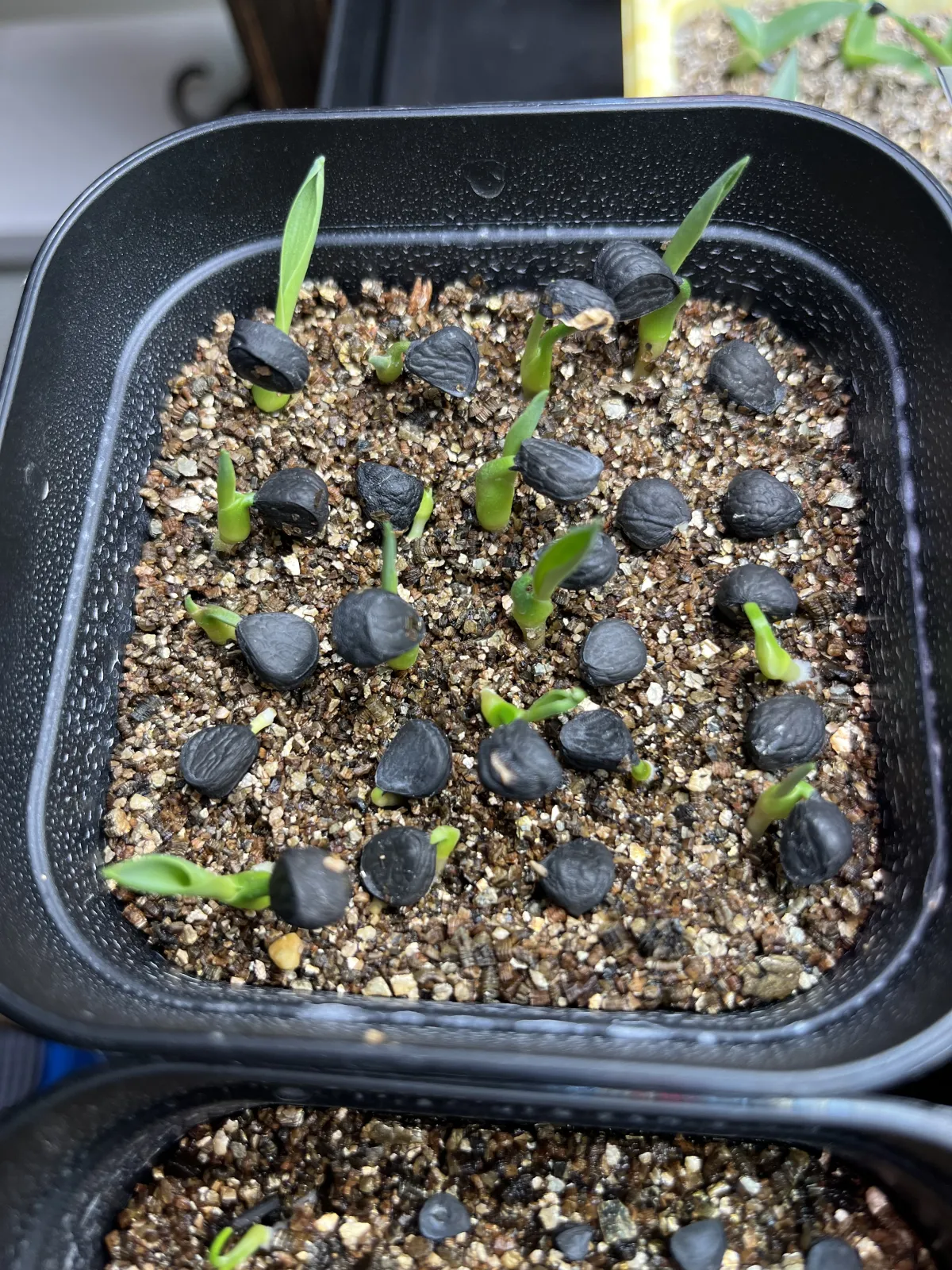 Yucca carnerosana (ユッカ カルネロサーナ)