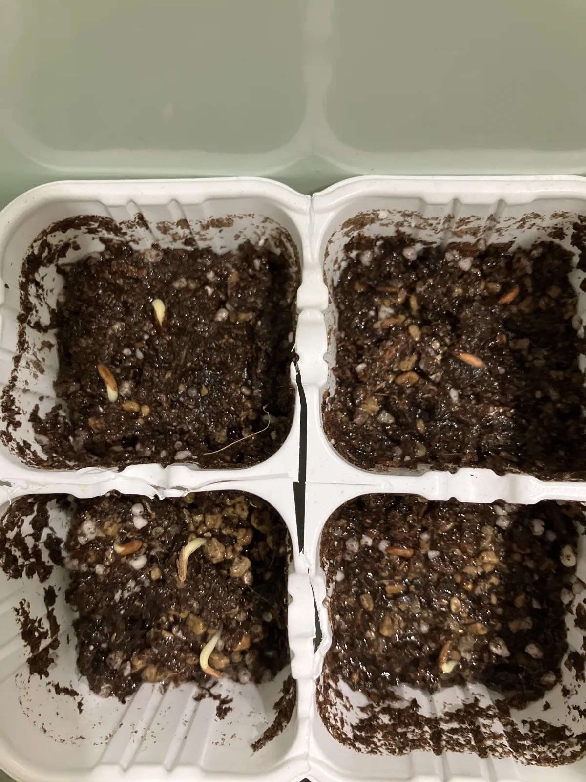 Pachypodium rosulatum var. gracilius (パキポディウム グラキリス)