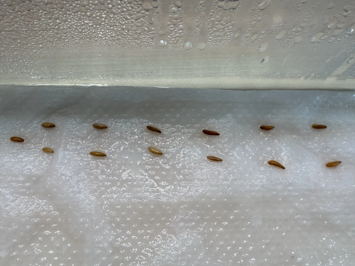 [無料種子] 発芽難 パキポディウム グラキリス　 Pachypodium rosulatum var. gracilius