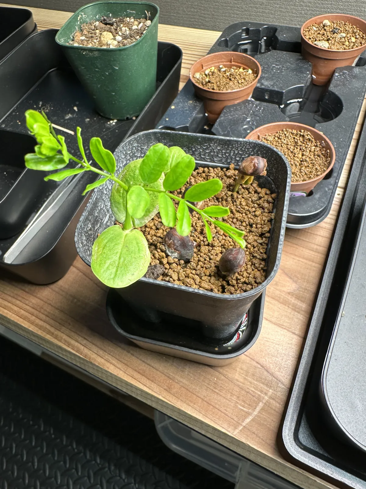 Delonix pumila (デロニクス プミラ)