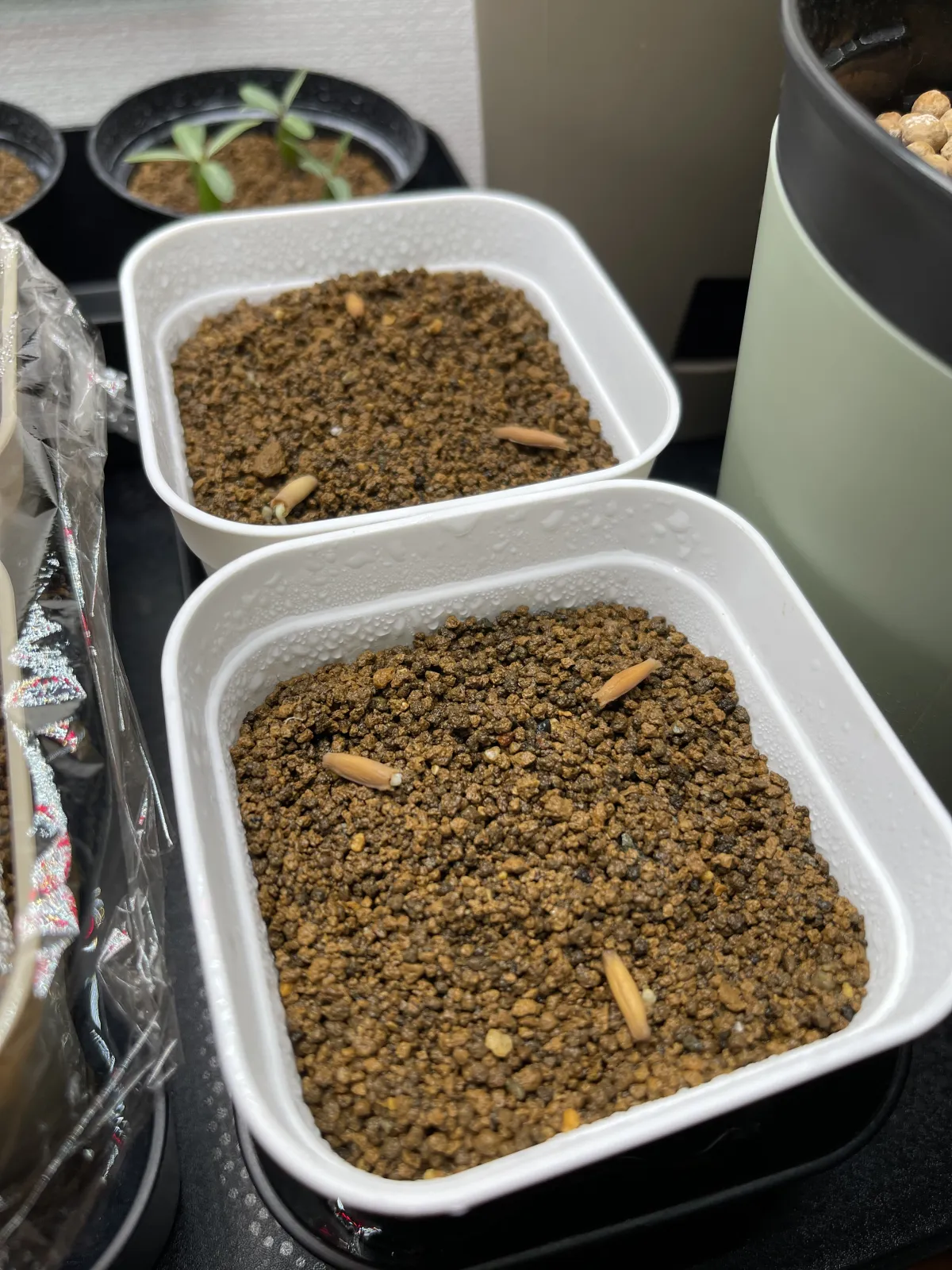 Adenium somalense var. crispum (アデニウム クリスパム)