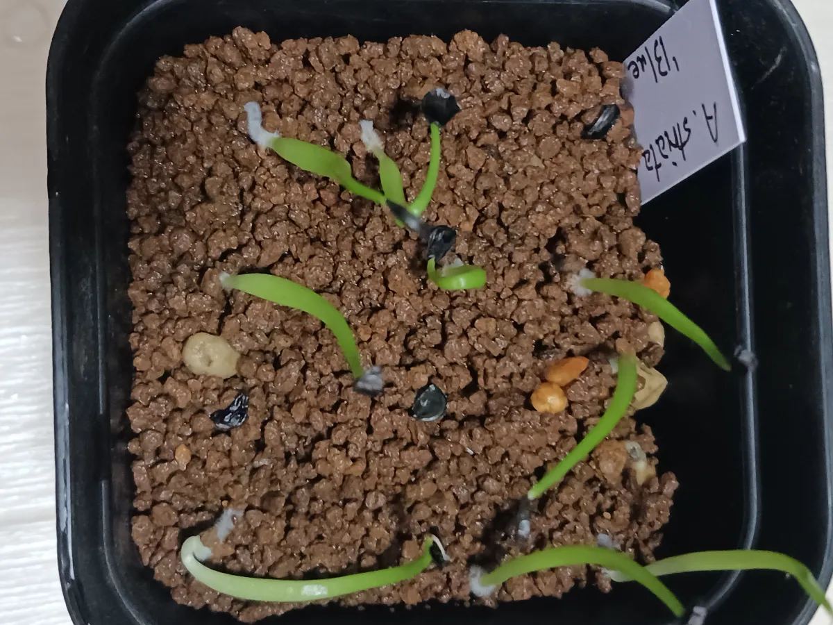 Agave striata subsp. striata Blue Dwarf (アガベ ストリアータ ブルードワーフ)