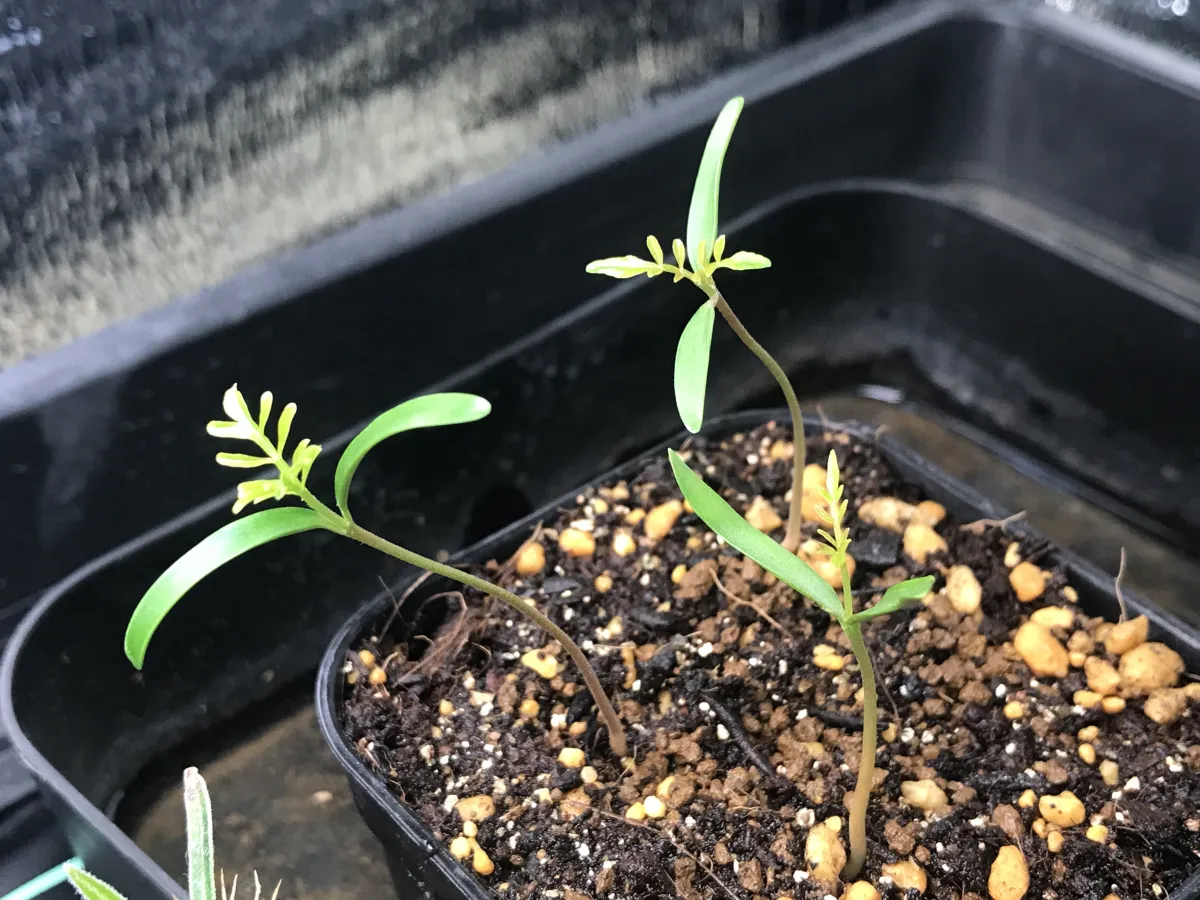 Operculicarya pachypus (オペルクリカリア パキプス)