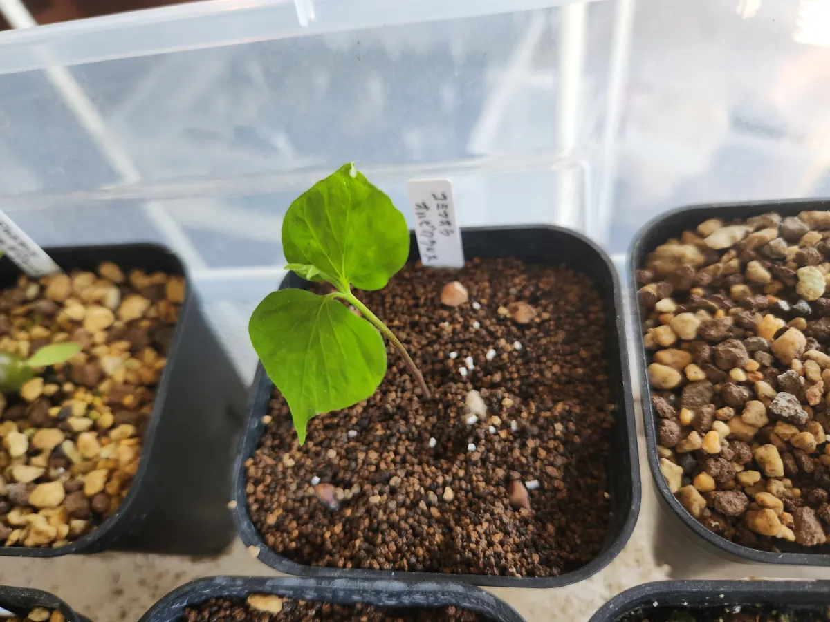 Commiphora orbicularis (コミフォラ オルビクラリス)