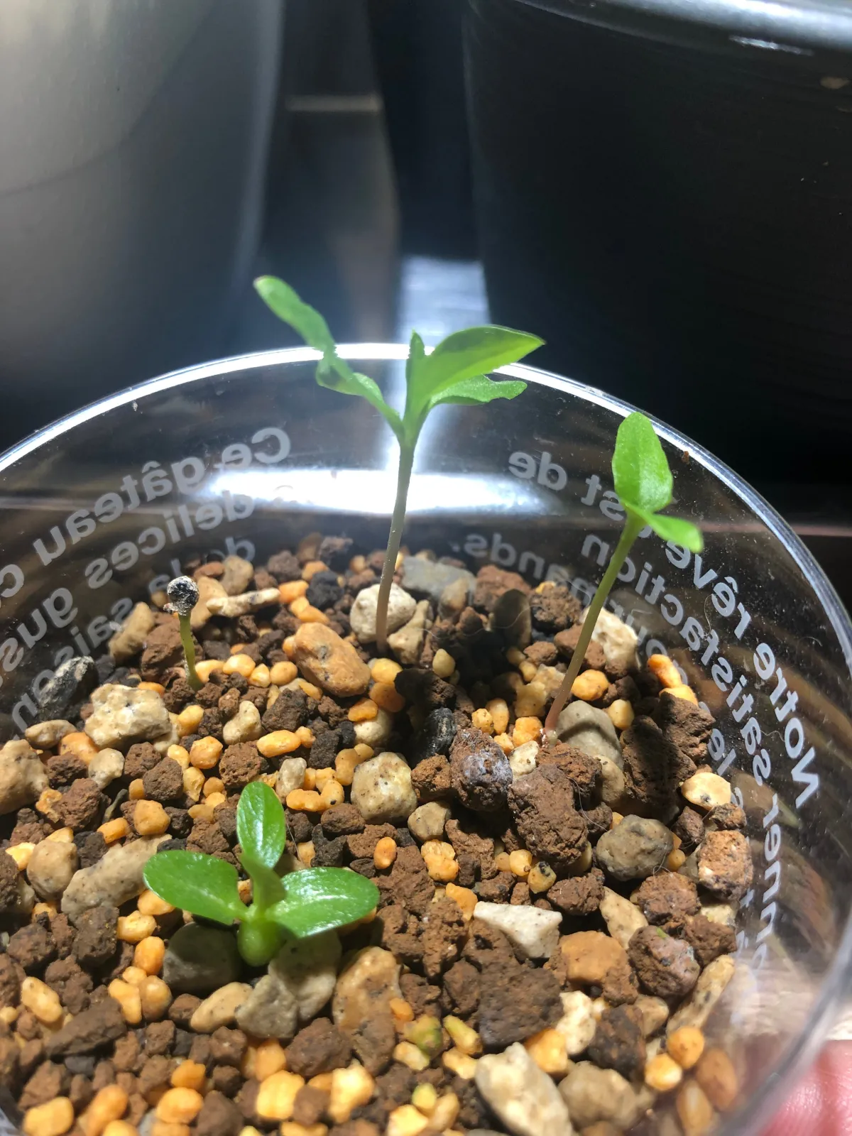 Phytolacca dioica (フィトラッカ ディオイカ)