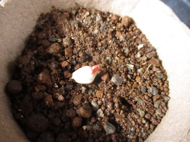 Welwitschia mirabilis (ウェルウィッチア ミラビリス 奇想天外)