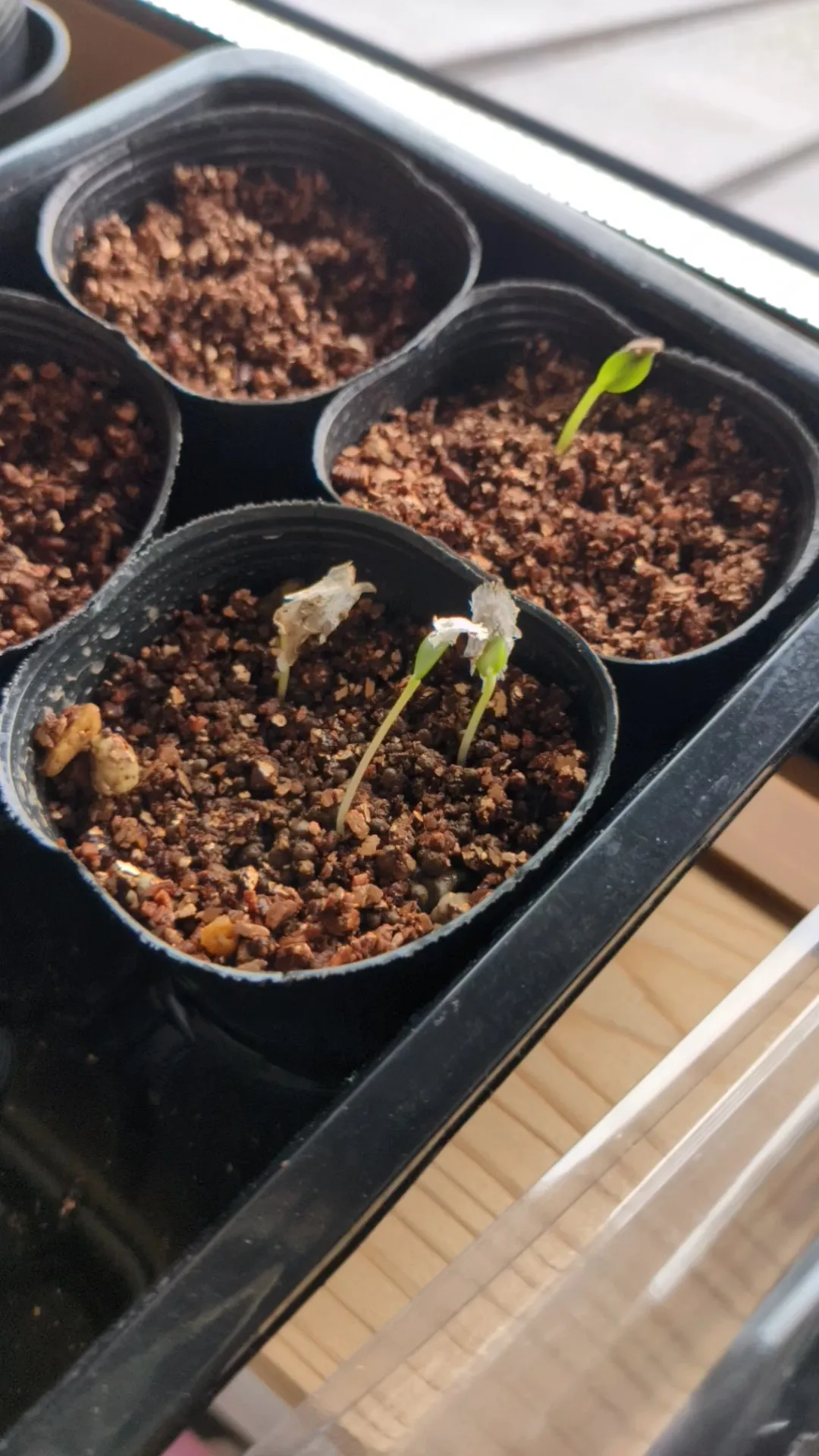 Fouquieria formosa (フォークイエリア フォルモサ)