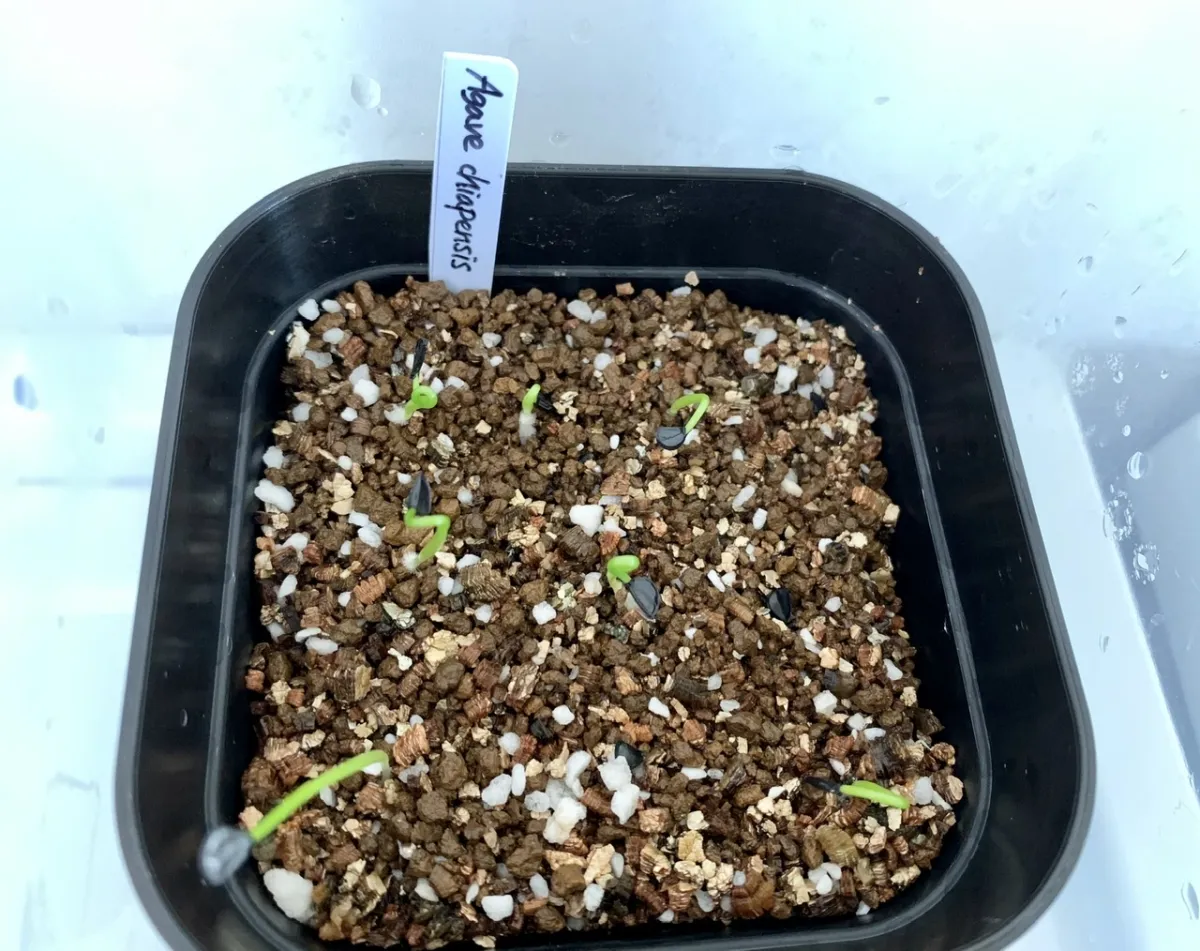 Agave chiapensis (アガベ チアペンシス)