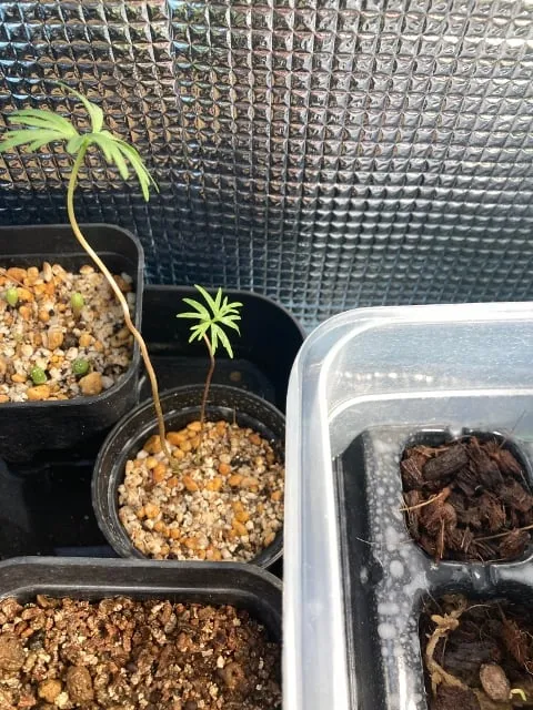 Bursera fagaroides (ブルセラ ファガロイデス)