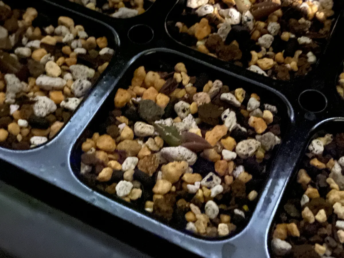 Agave oteroi (アガベ オテロイ)