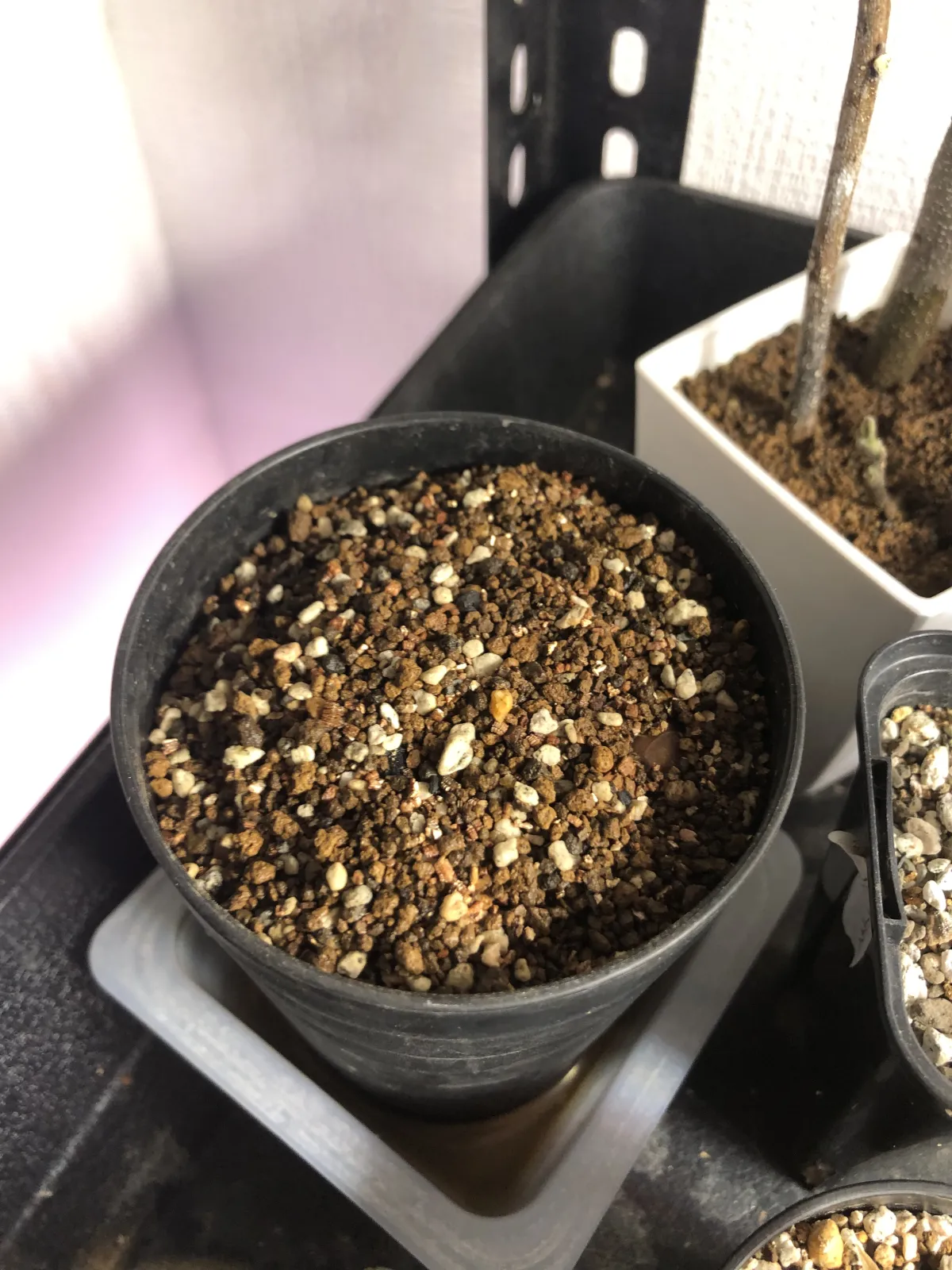 Acacia Acacia burkei (アカシア ブルケイ)