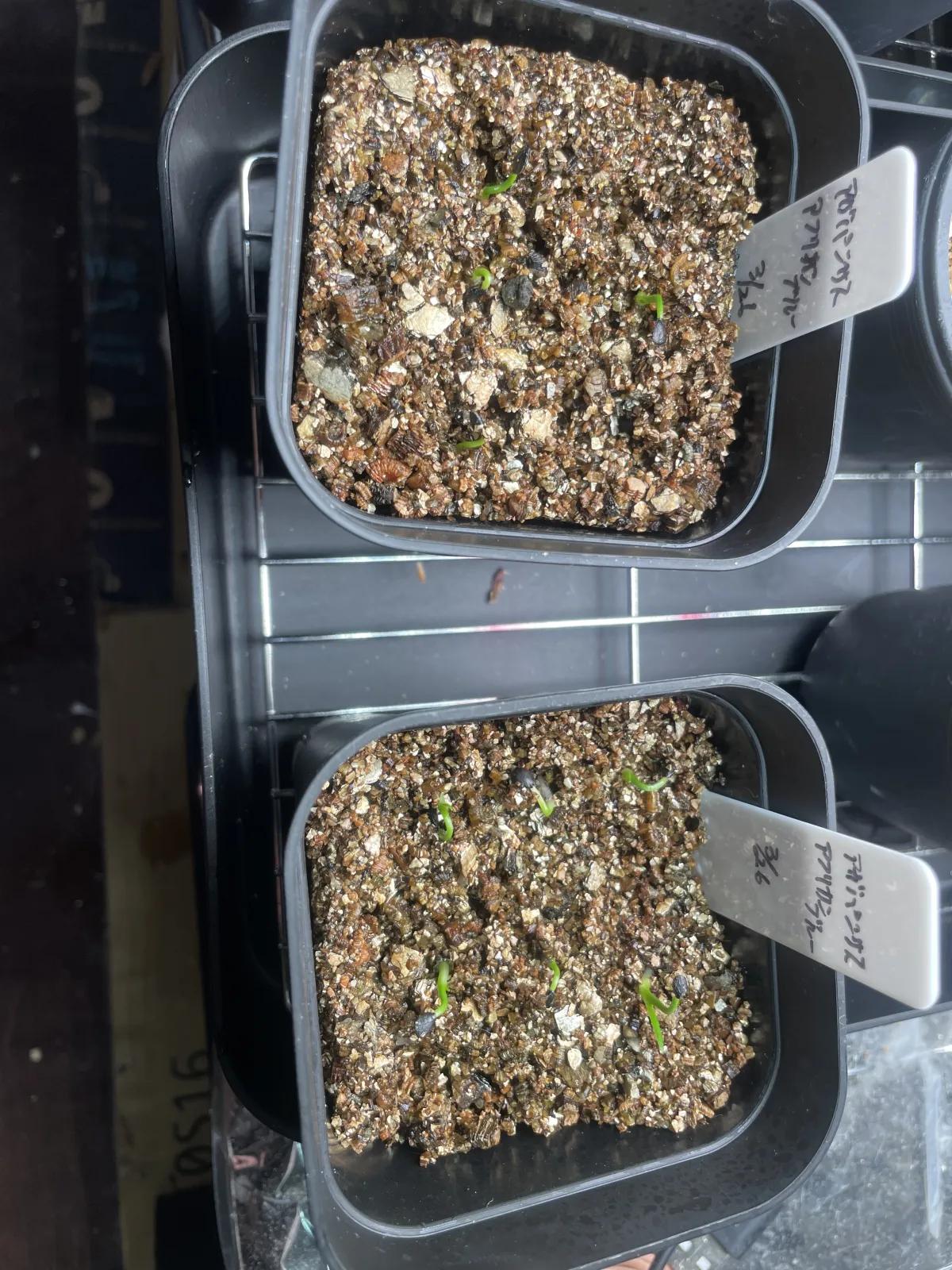 Agapanthus praecox 'African Blue' (アガパンサス プラエコクス アフリカンブルー)