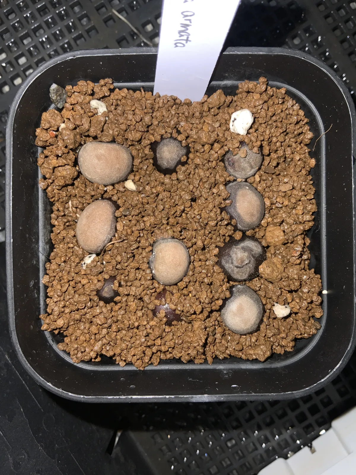 Brahea armata (ブラヘア アルマータ)