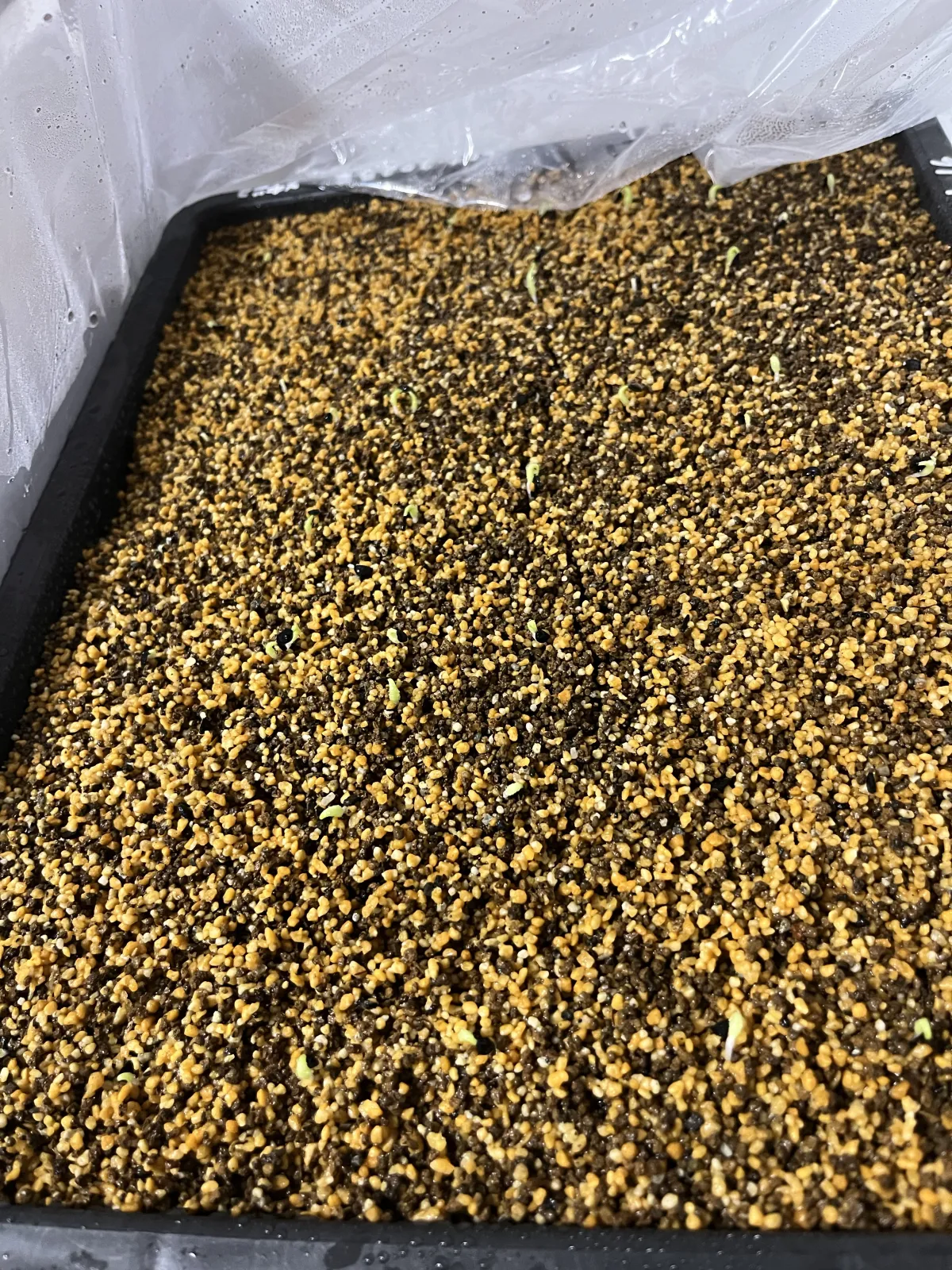 Agave oteroi (アガベ オテロイ)