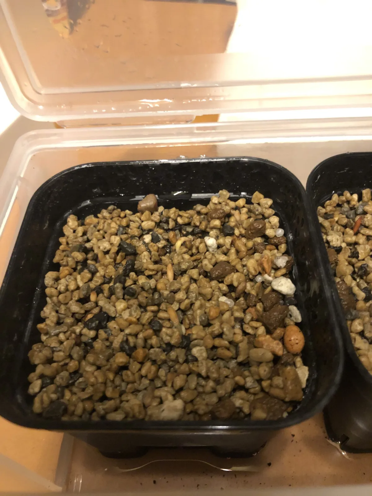 Pachypodium bispinosum (パキポディウム ビスピノーサム)