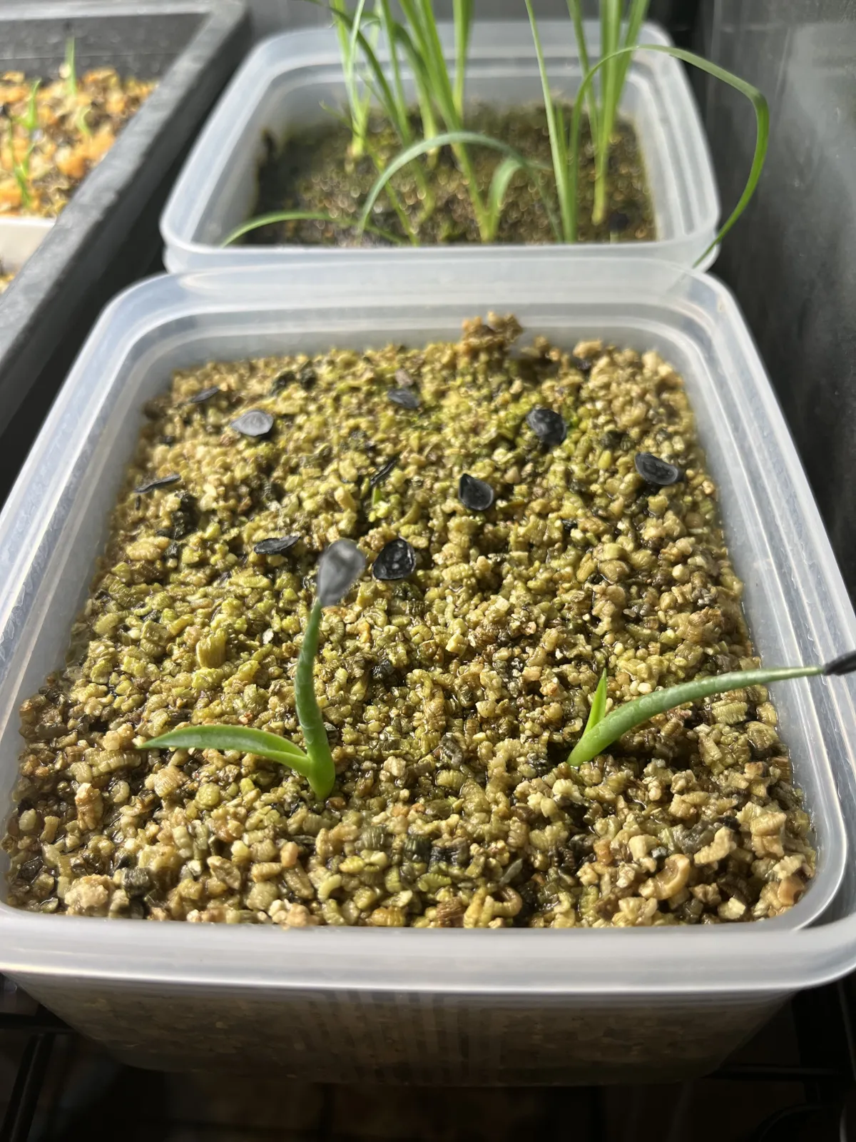 Agave mapisaga (アガベ マピサガ)