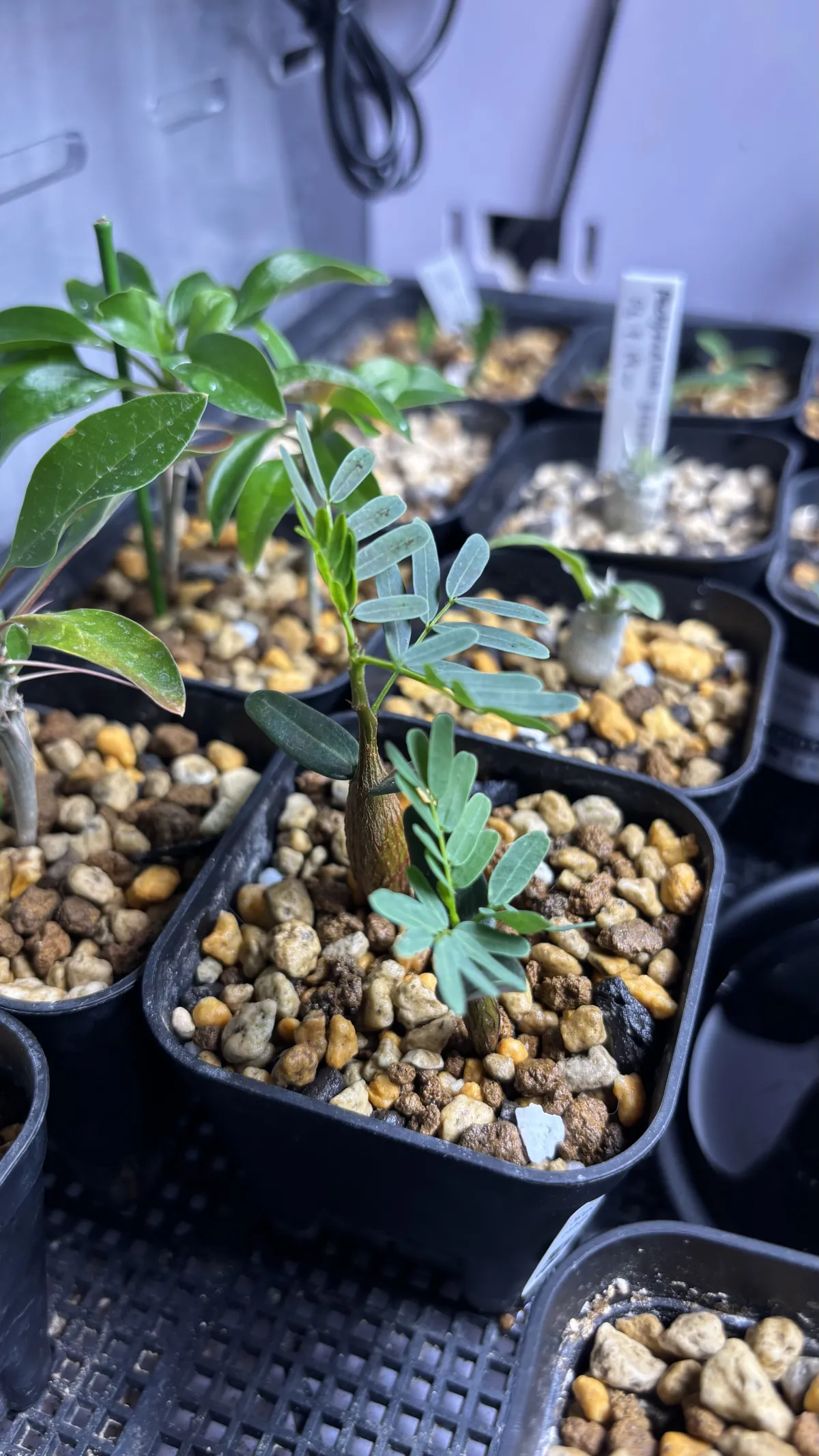 Senna meridionalis (センナ メリディオナリス)