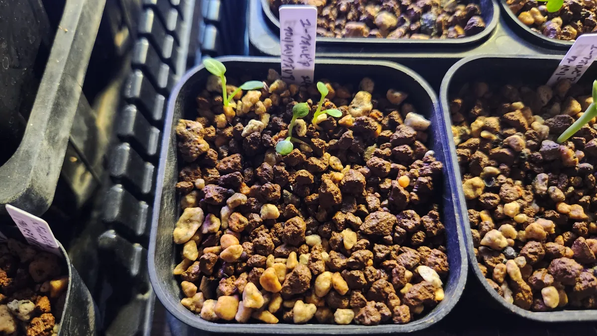 Euphorbia primulifolia var. primulifolia (ユーフォルビア プリムリフォリア)