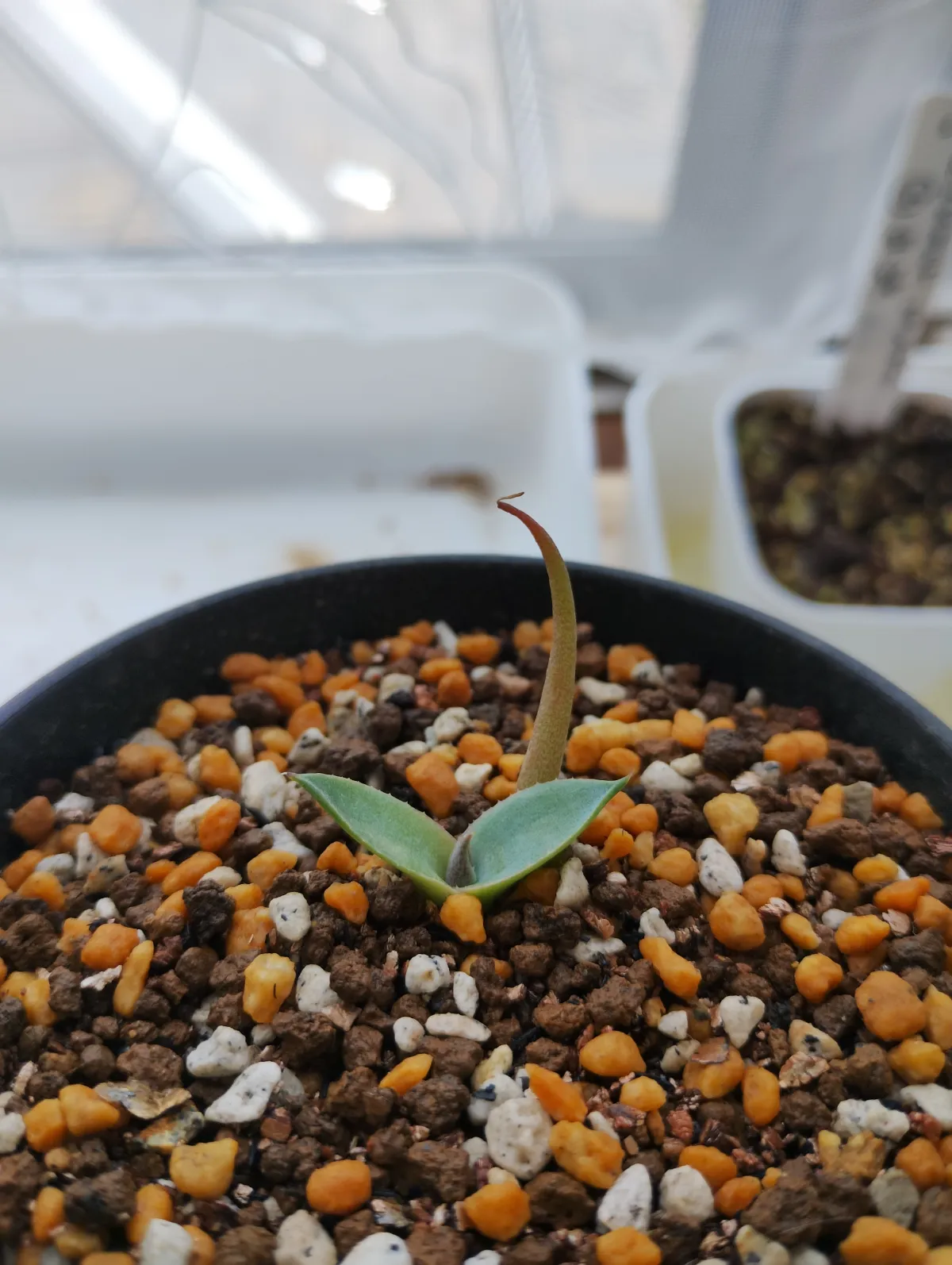 Agave parryi subsp. parryi (アガベ パリー)