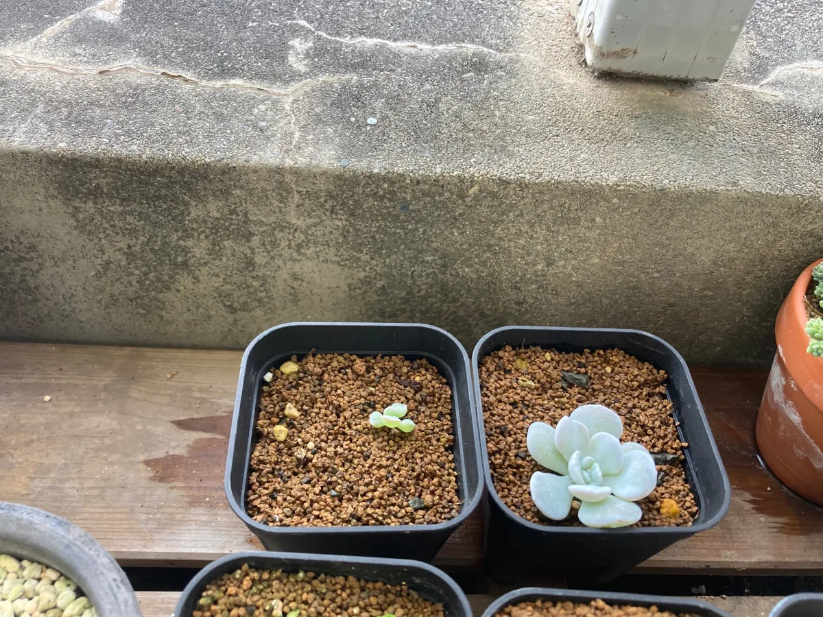 Echeveria laui La Roseta (エケベリア ラウイ)