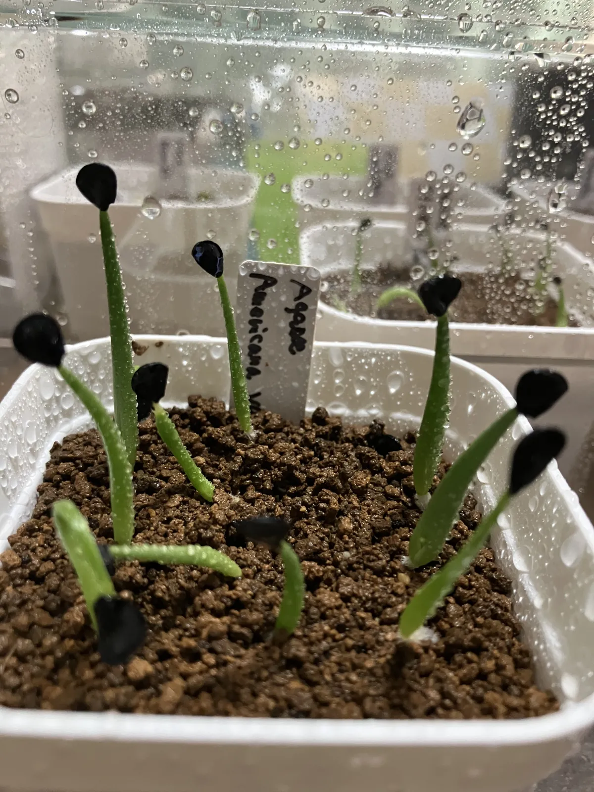 Agave americana var. franzosinii (アガベ フランゾシニー)