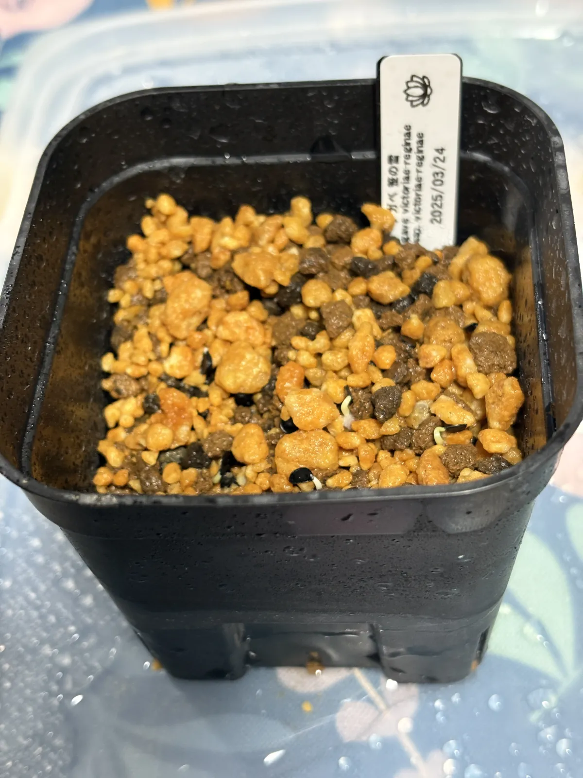 Agave victoriae-reginae (アガベ ビクトリアレジーナエ 笹の雪)