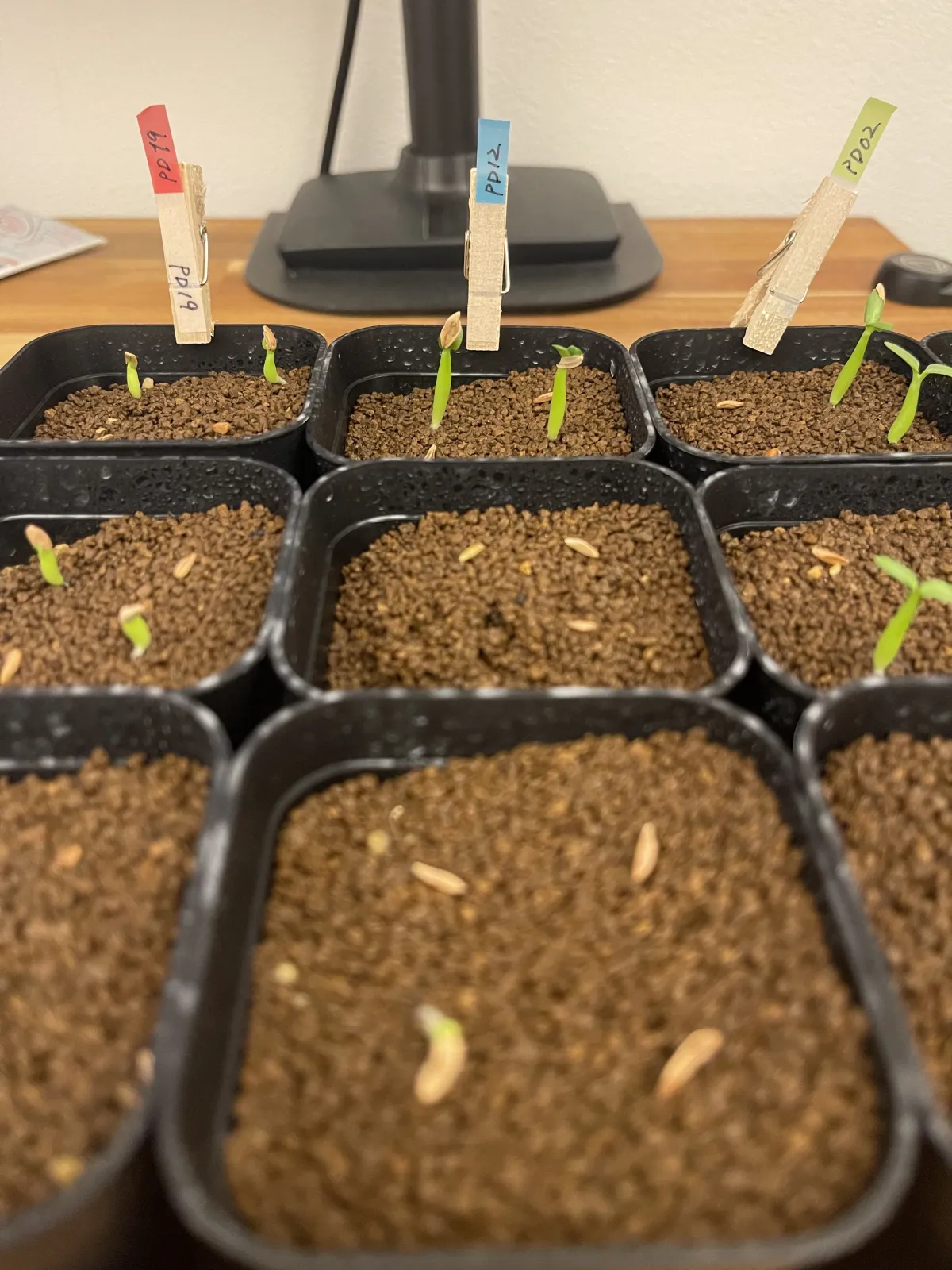 Pachypodium rosulatum ssp. cactipes (パキポディウム カクチペス)