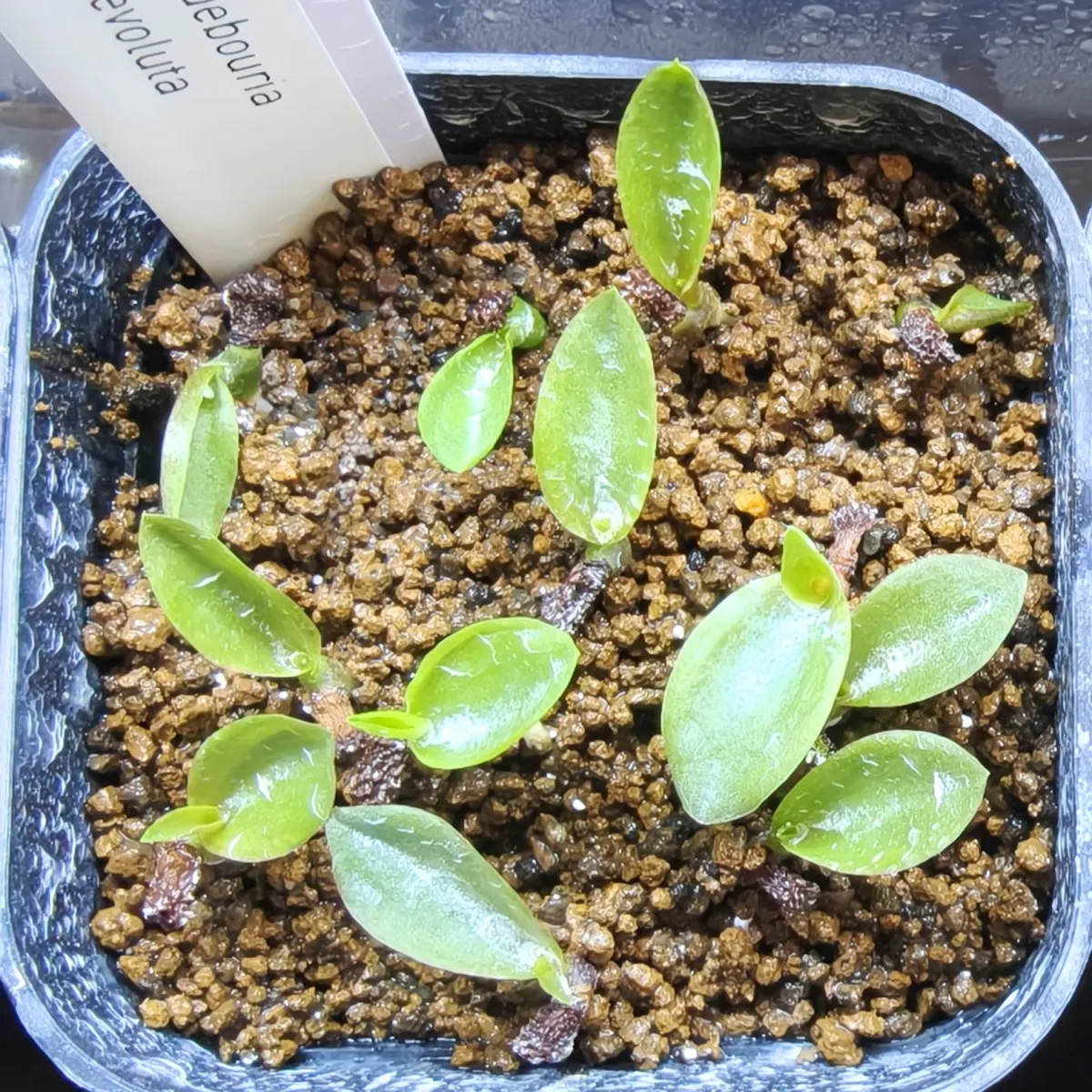 Ledebouria revoluta (レデボウリア レボルタ)