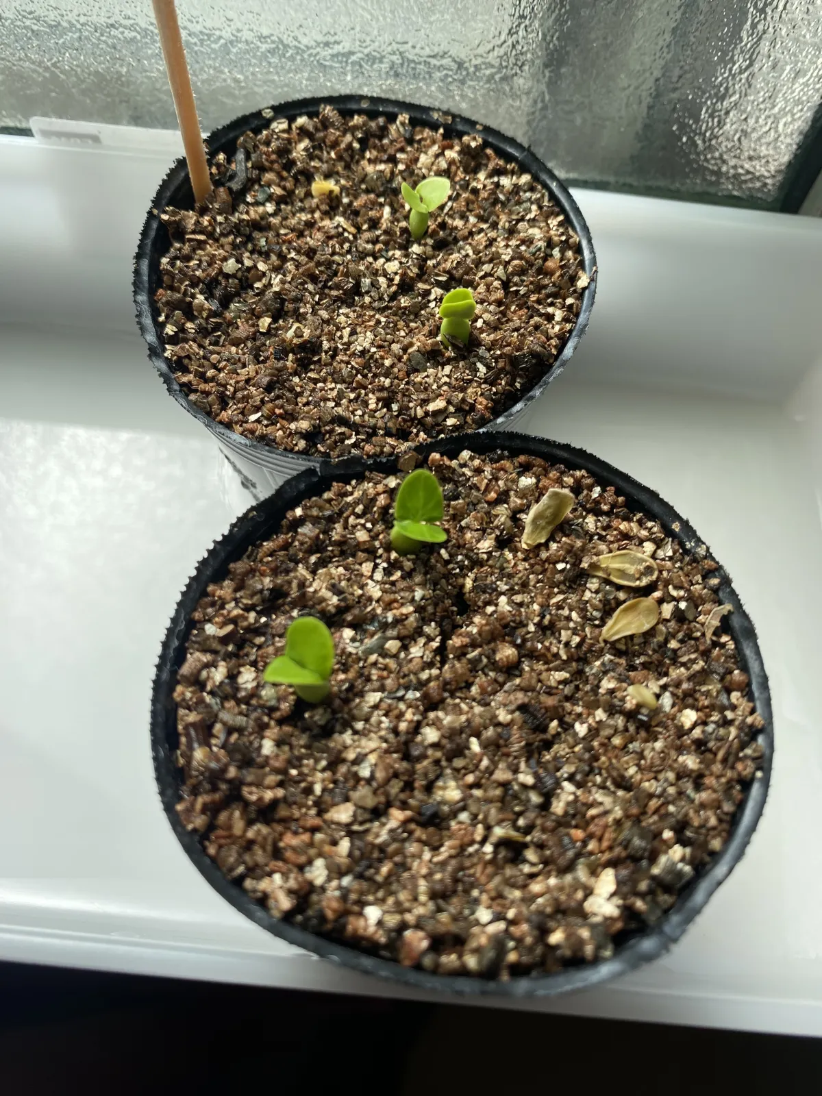 Fockea edulis (フォッケア 火星人)