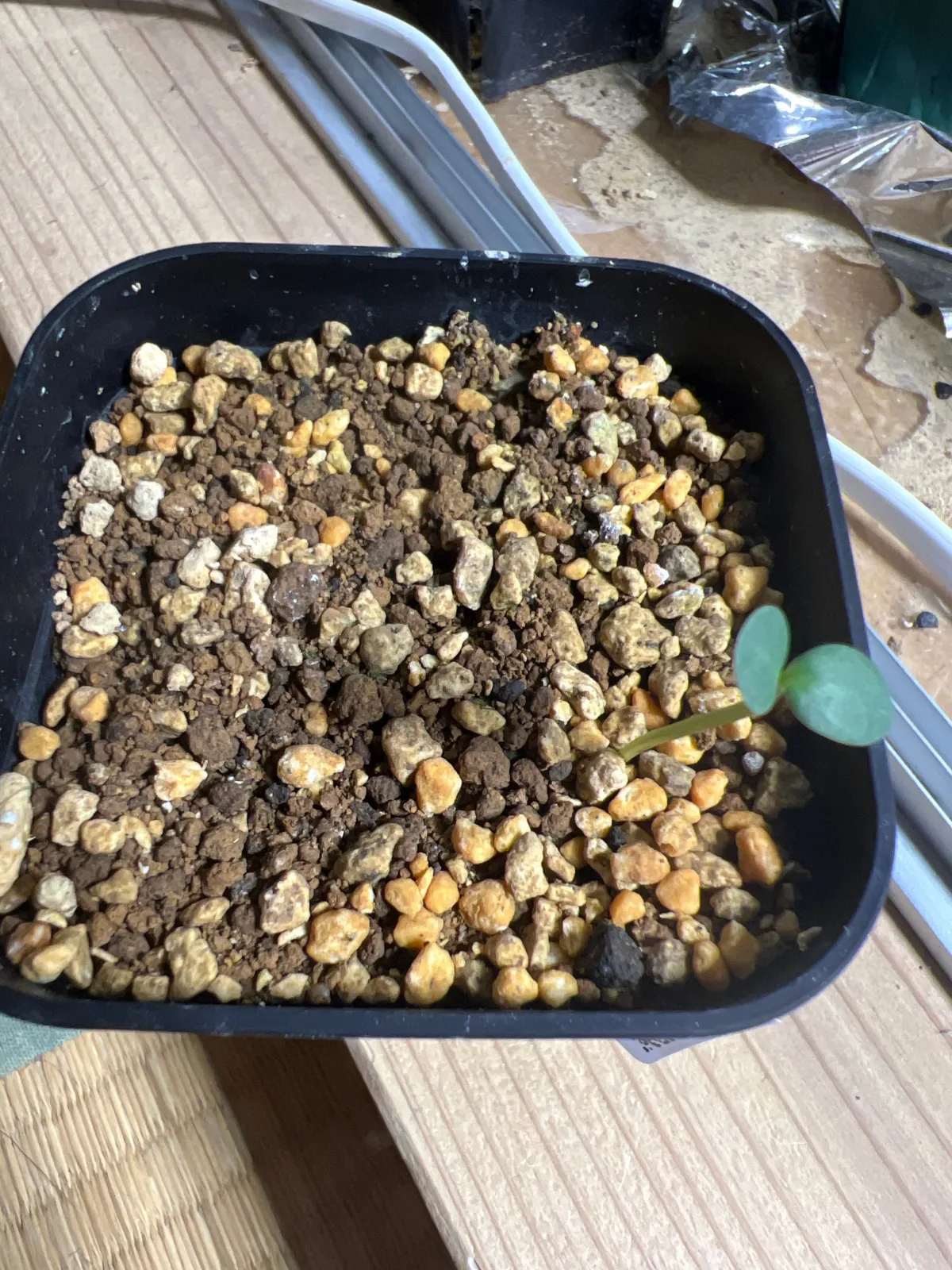 Euphorbia neohumbertii (ユーフォルビア ネオフンベルティ)