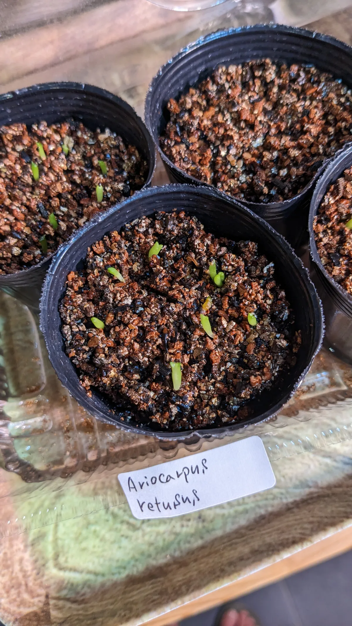 Ariocarpus retusus Seven Stars (アリオカルプス レツーサス 岩牡丹)