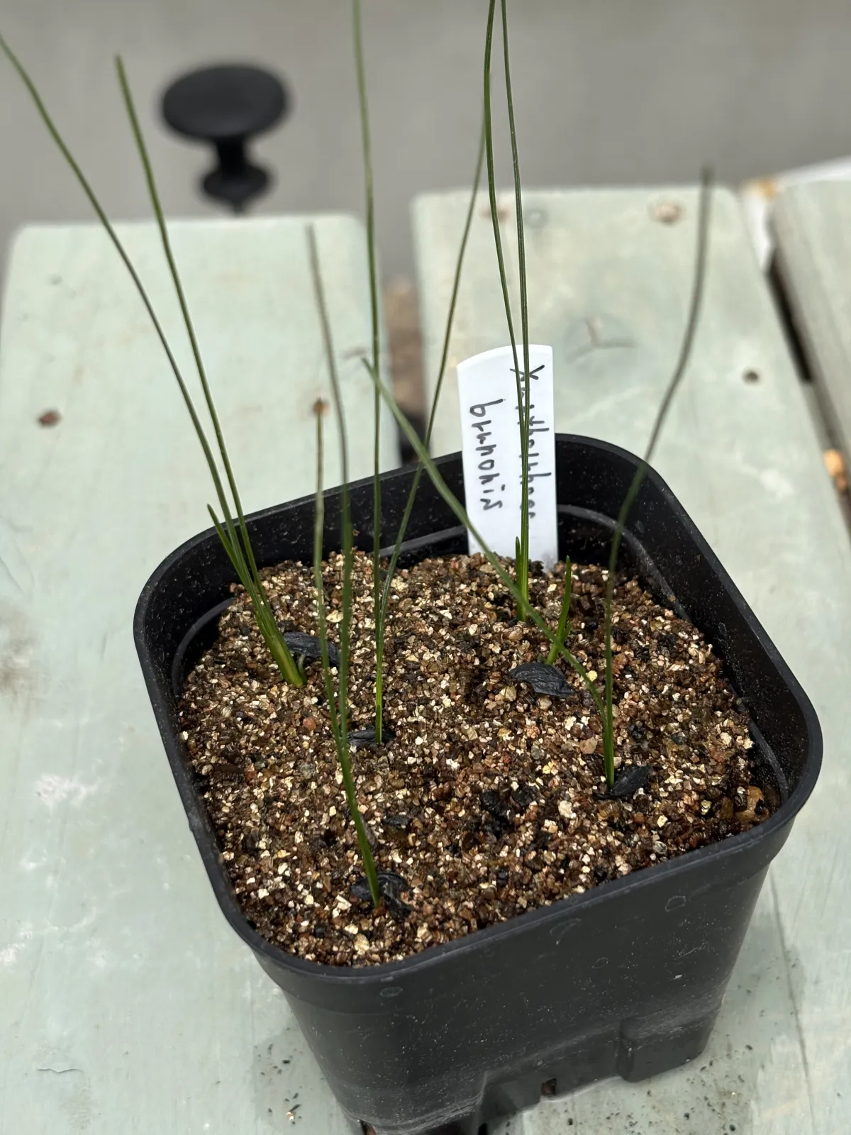 Xanthorrhoea brunonis subsp. brunonis (ザントロエア ブルーノニス)