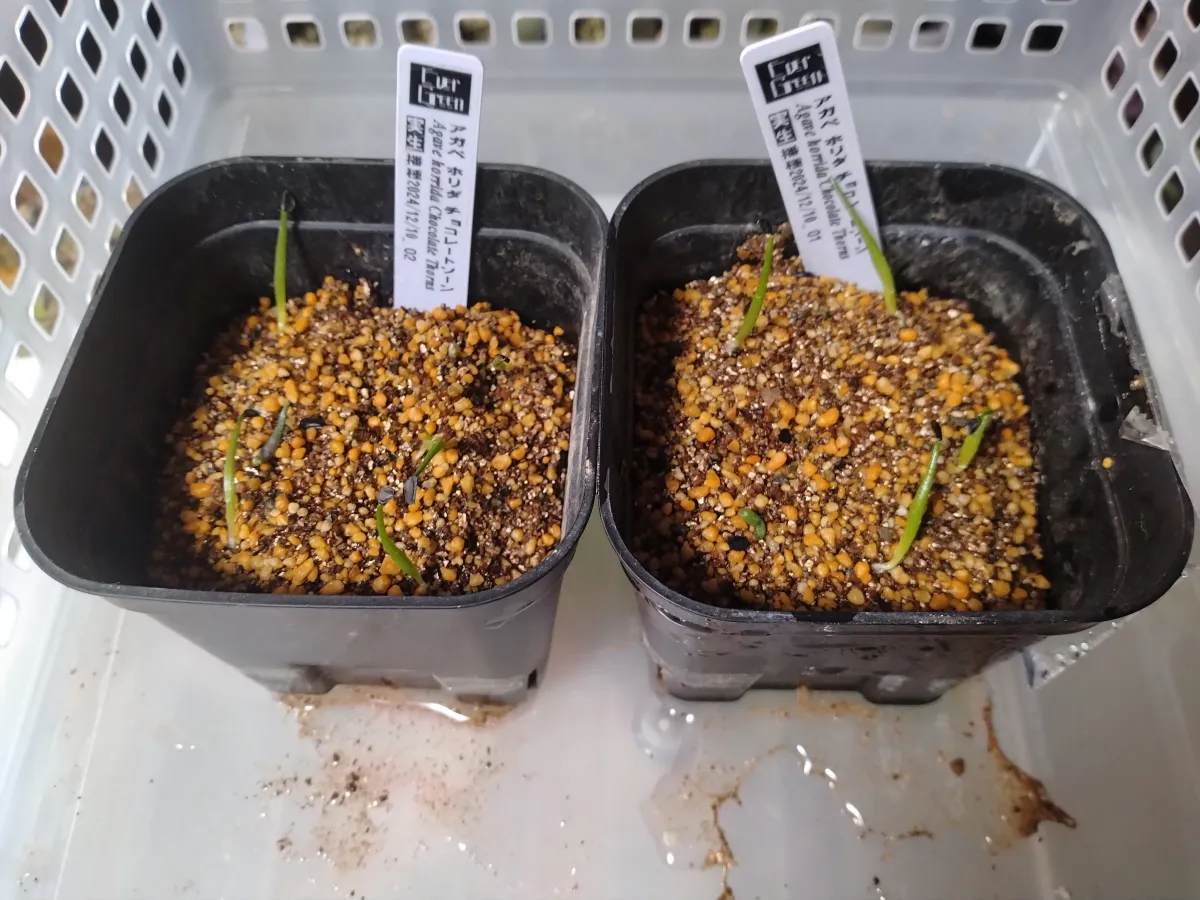 Agave horrida 'Chocolate Thorn' (アガベ ホリダ チョコレートソーン)