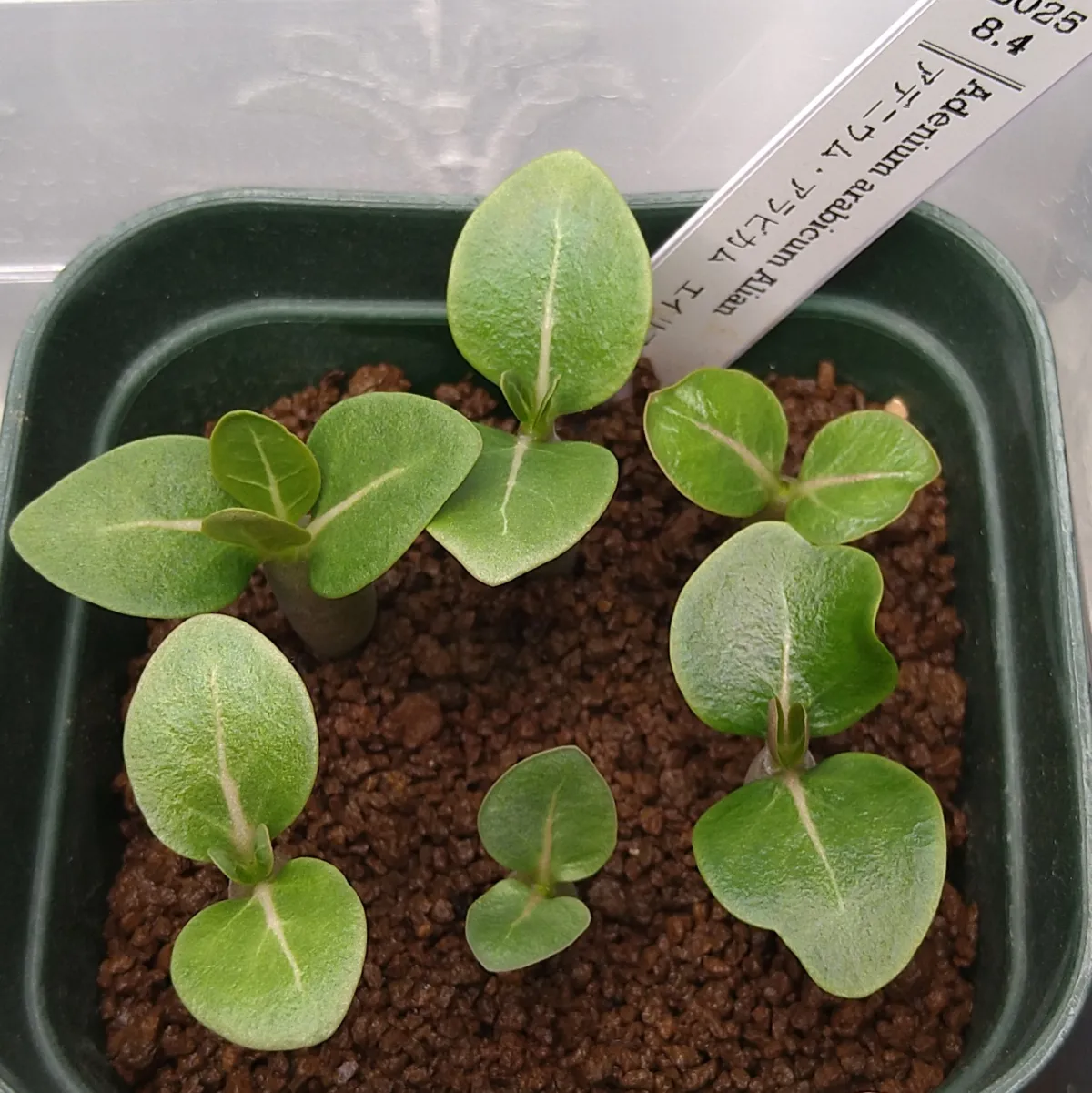 Adenium arabicum (アデニウム エイリアン)