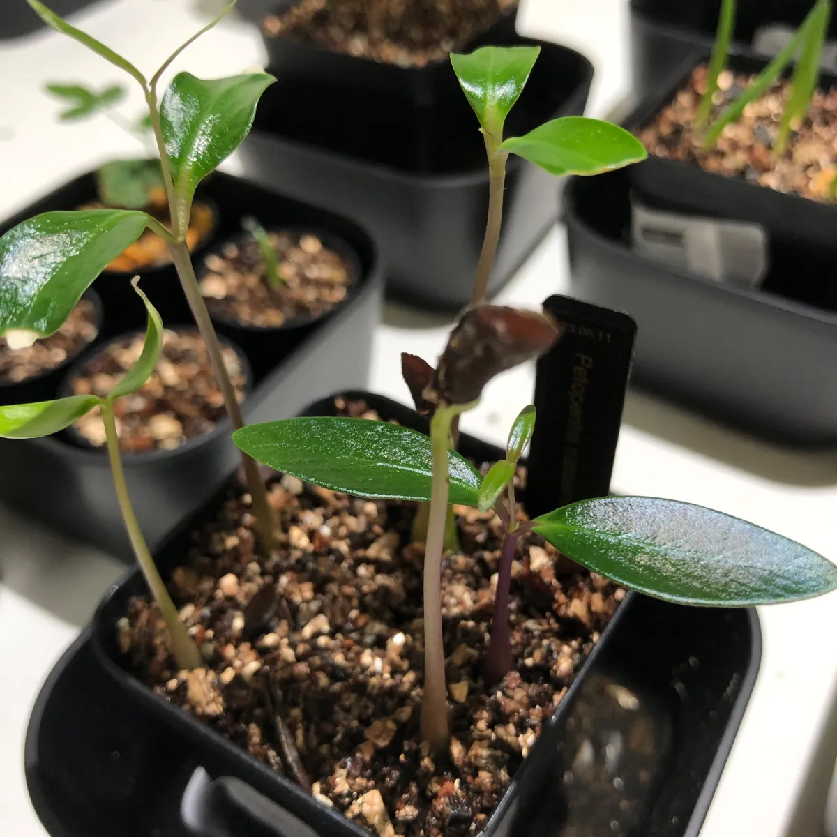 Petopentia natalensis (ペトペンチア ナタレンシス)