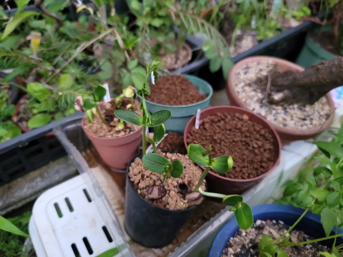 Delonix pumila (デロニクス プミラ)