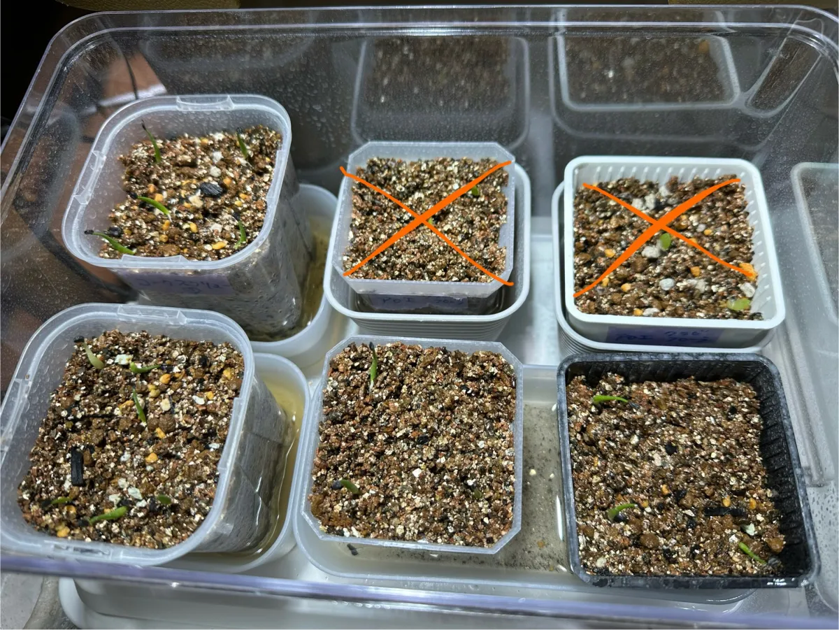 Agave utahensis var. eborispina 'Corkscrew' (アガベ ユタエンシスコークスクリュー)