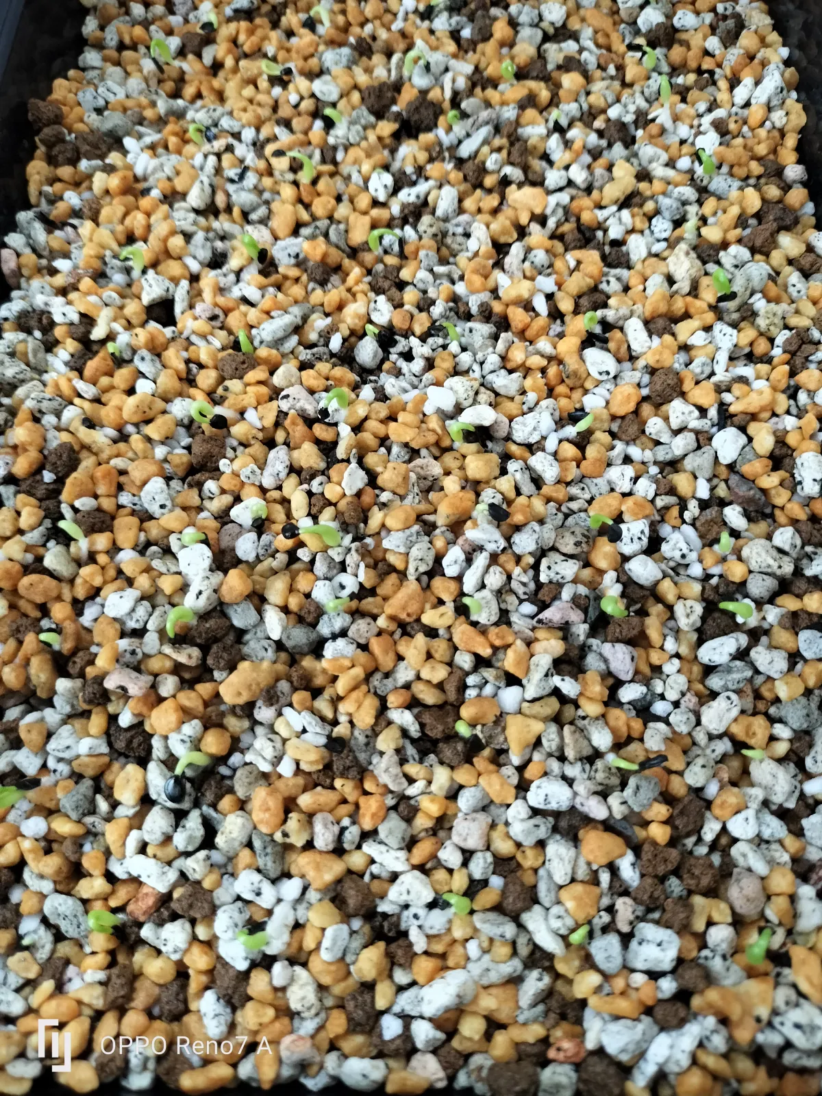 Agave oteroi (アガベ オテロイ)