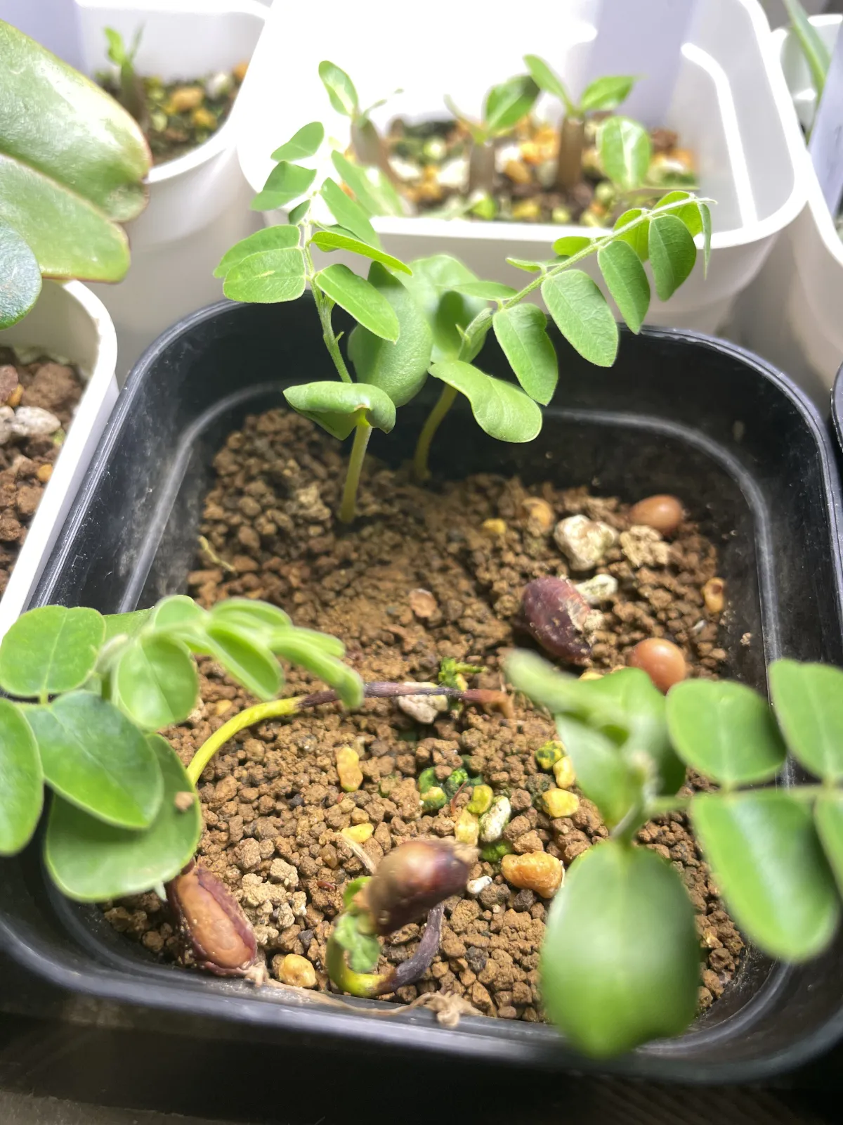 Cassia javanica ssp. nodosa (カッシア ノドサ)