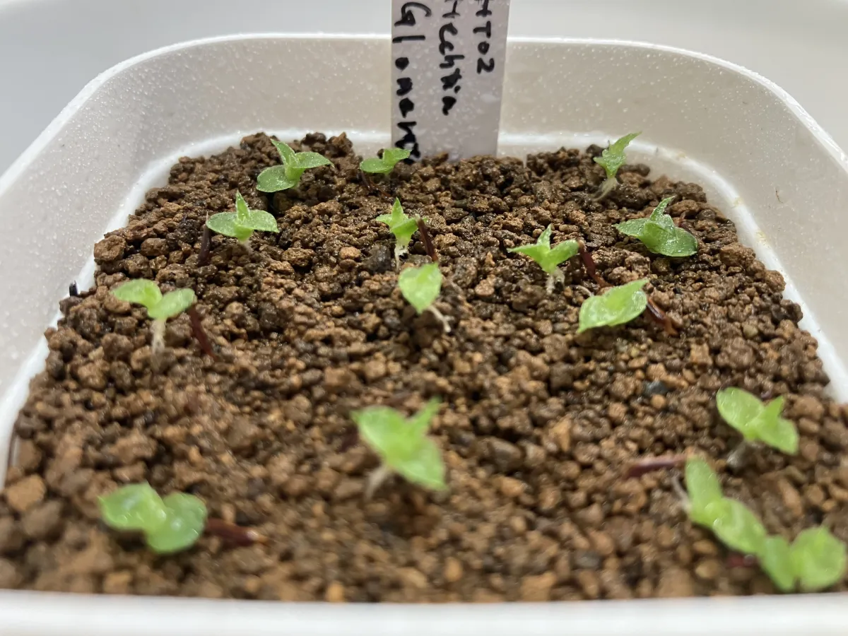 Hechtia glomerata (ヘクチア グロメラータ)