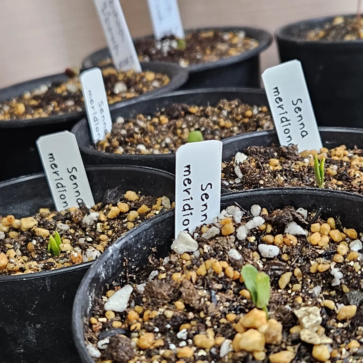 Senna meridionalis (センナ メリディオナリス)