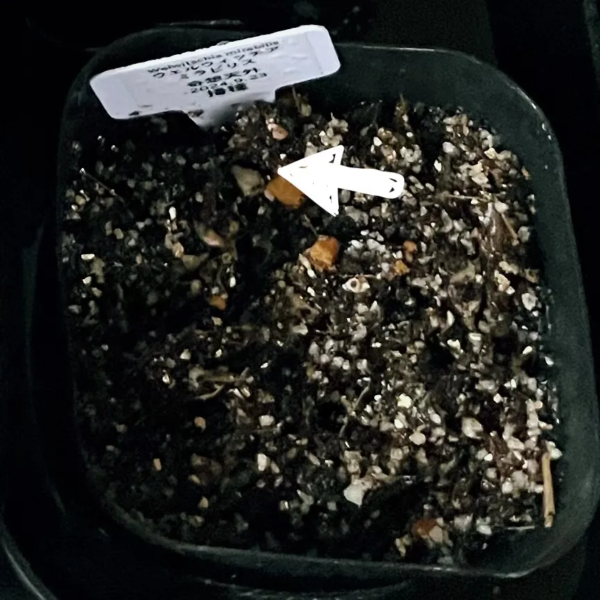 [無料種子/発芽難ロット] ウェルウィッチア ミラビリス 奇想天外 Welwitschia mirabilis