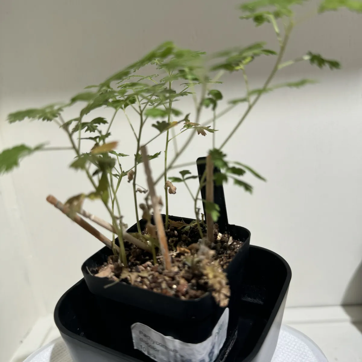 Pachycormus discolor (パキコルムス ディスカラー)