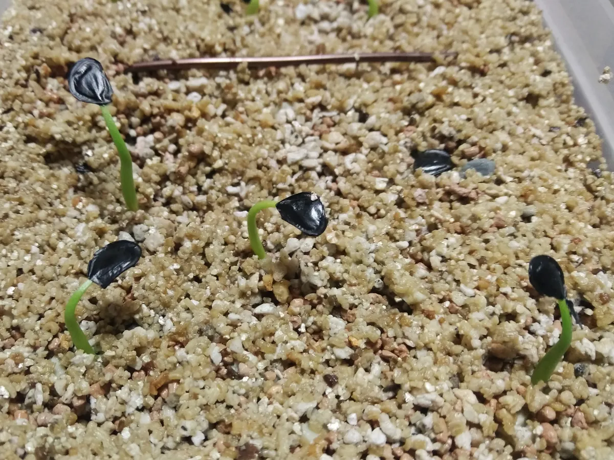 Agave crassispina subsp. crassispina (アガベ サルミアナ クラシスピナ)